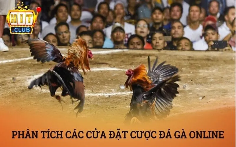Phân tích các cửa đặt cược trong sảnh đá gà trực tuyến